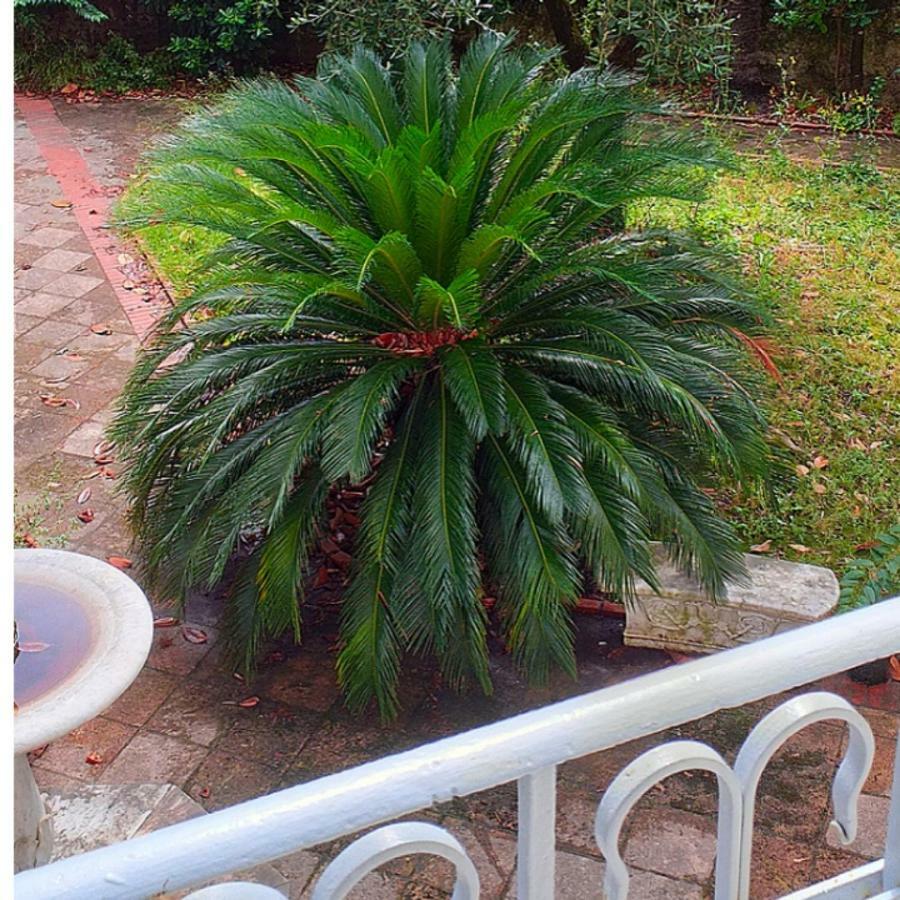 Apartament Un Giardino A Due Passi Dal Mare La Spezia Zewnętrze zdjęcie